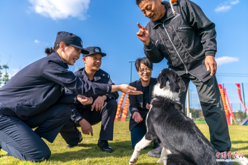 护航宠物经济